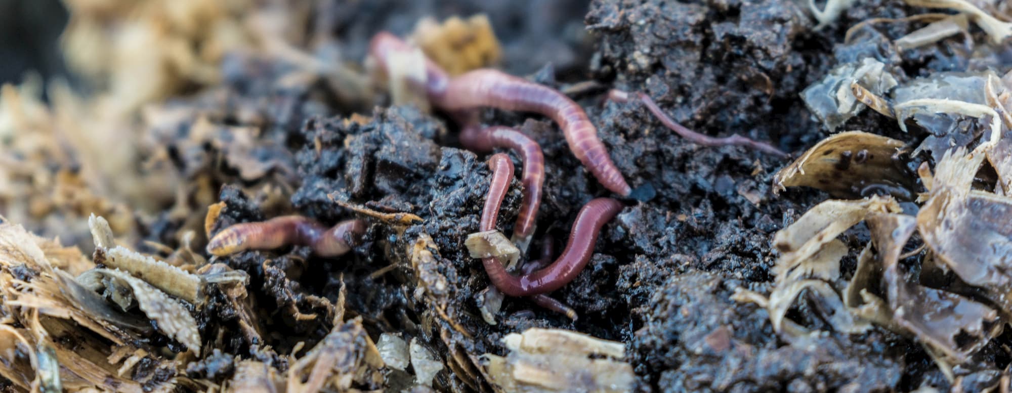 earthworms in its middle