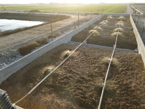 Fanelli Dairy Wood Media and Drainage Basin Tests