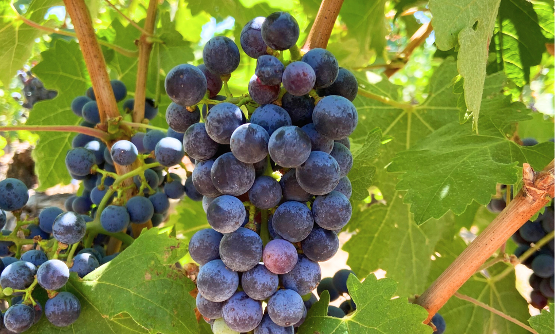 biofiltro vermifiltration wine grapes water reuse