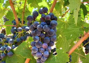 biofiltro vermifiltration wine grapes water reuse