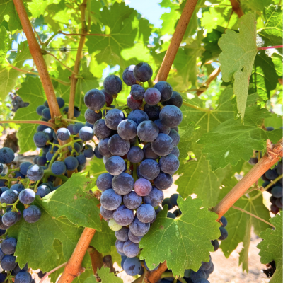 biofiltro vermifiltration wine grapes water reuse